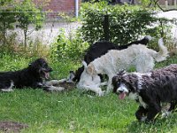 Puppys van Bliss040622-0016